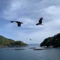 【京都】伊根湾巡りの遊覧船に乗船🚢