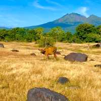 Savana Tianyar, a Very Beautiful Place in East Bali