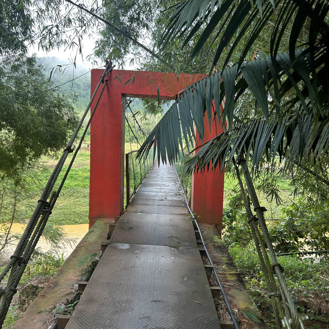 橡膠園林初體驗 