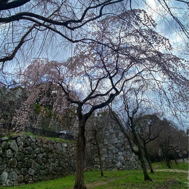 Maizuru park (舞鶴公園）