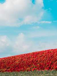 紅海漫遊驚艷絢爛🌺🌊🏞️ 國營常陸海濱公園