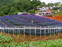 ยิ่งยงสวนดอกไม้ ม่อนแจ่ม เชียงใหม่