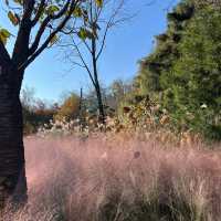 Hwadam Forest: The Backyard We All Want! 
