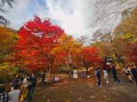 The foliage at Hananuki Gorge