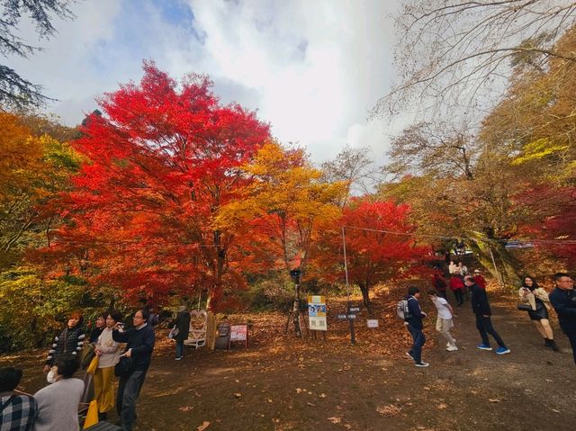 The foliage at Hananuki Gorge