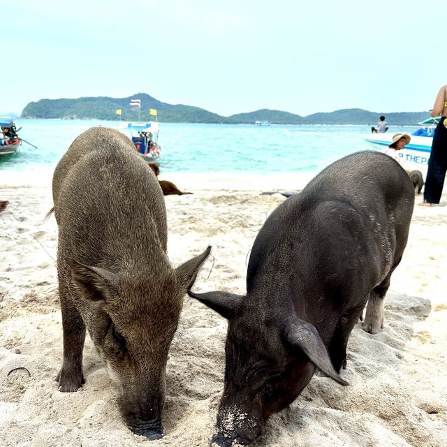 เกาะมัดสุม ทรายขาวกับน้องหมู