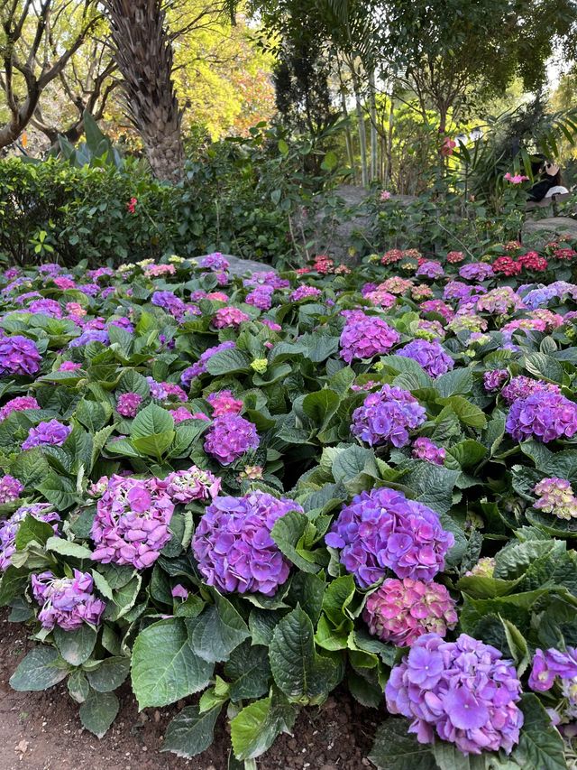 處處繡球花圃 @ 元朗公園