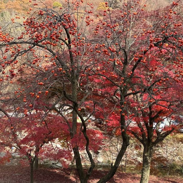 The most beautiful autumn place in korea . 