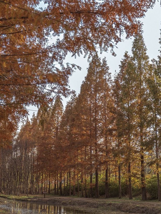 메타세콰이어로 가득한 경주의 힐링 가득한 숲🌲✨ 