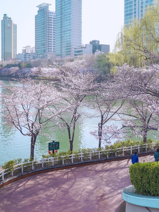 벚꽃 데이트는 석촌호수🫶🏻🌸