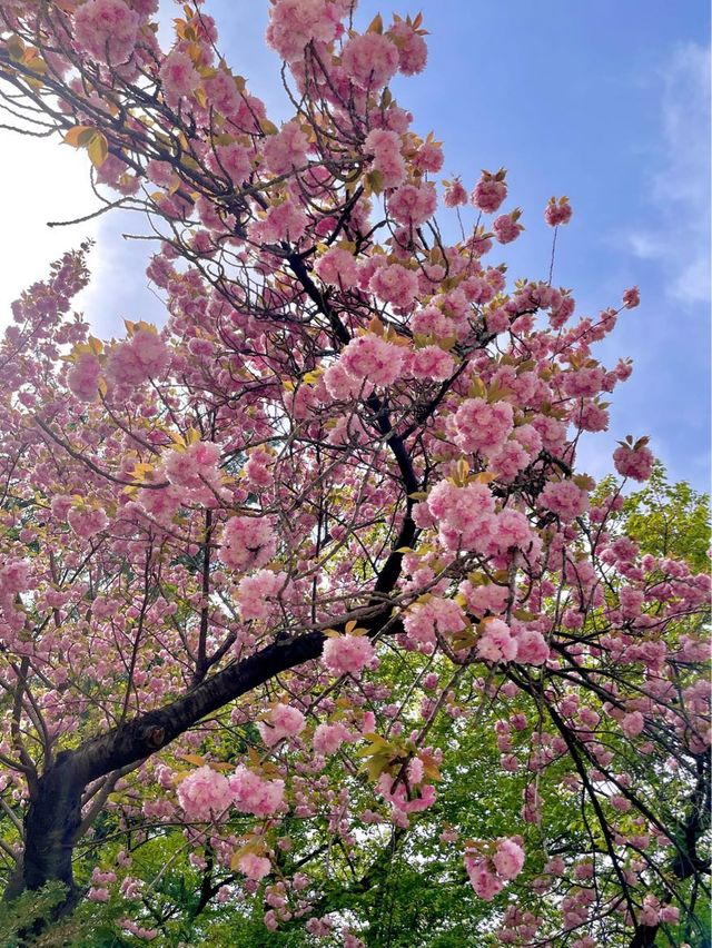지금 서울에서 가장 예쁜 겹벚꽃 피크닉 스팟🌸