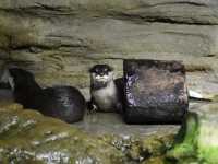 Aquaria Phuket อความเรียมยืนหนึ่งในภูเก็ต