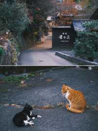 探索日本最美的秘境溫泉｜黑川溫泉