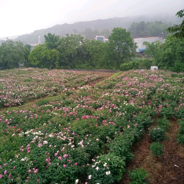 5월 작약밭으로의 산책  칠곡 약목 