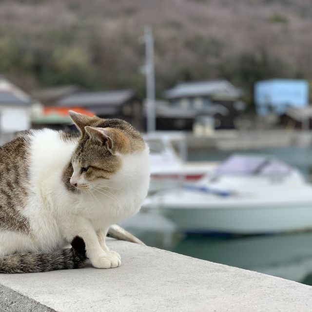 香川県佐柳島