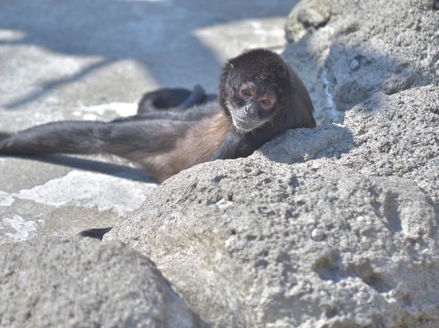 TDL近く無料動物園「江戸川区自然動物園」