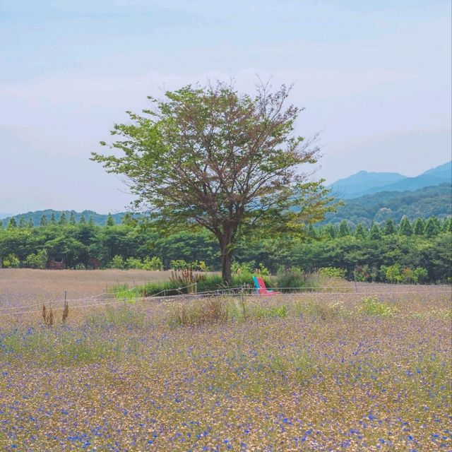 🧚‍♂️ 수레국화와 다양한 포토존이 있는 이곳 "아그로랜드 태신목장"