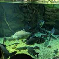 【ぜひ遊びに行って欲しい！】大阪最大の水族館