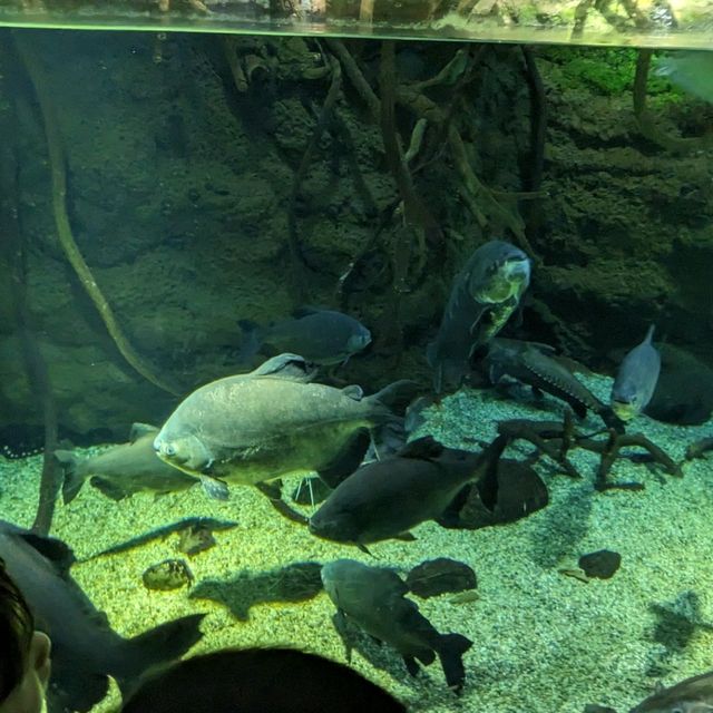 【ぜひ遊びに行って欲しい！】大阪最大の水族館