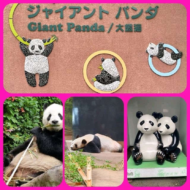 東京人氣動物園🐅🐘🐐🐼🐼