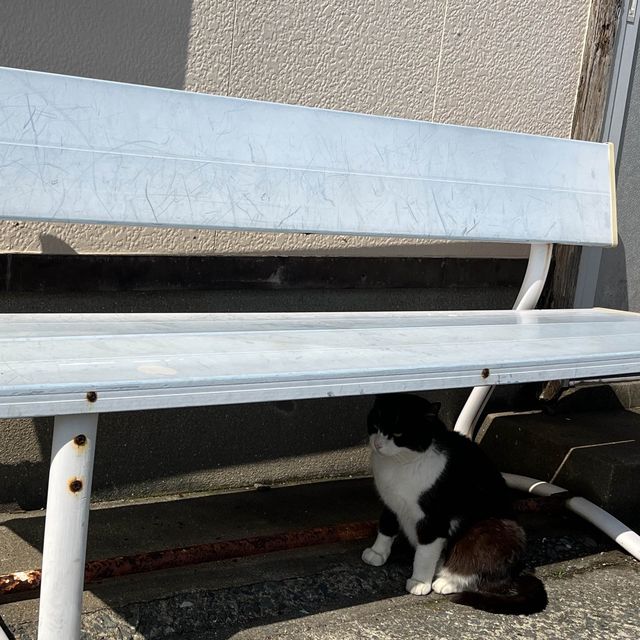 『 🐈藍　相島（あいのしま）🚢  』IN福岡県