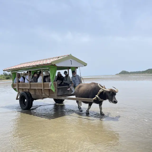 牛車に乗って由布島へ