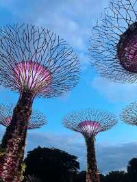《新加坡》必去地標級景點 超壯觀燈光秀-Supertree Grove