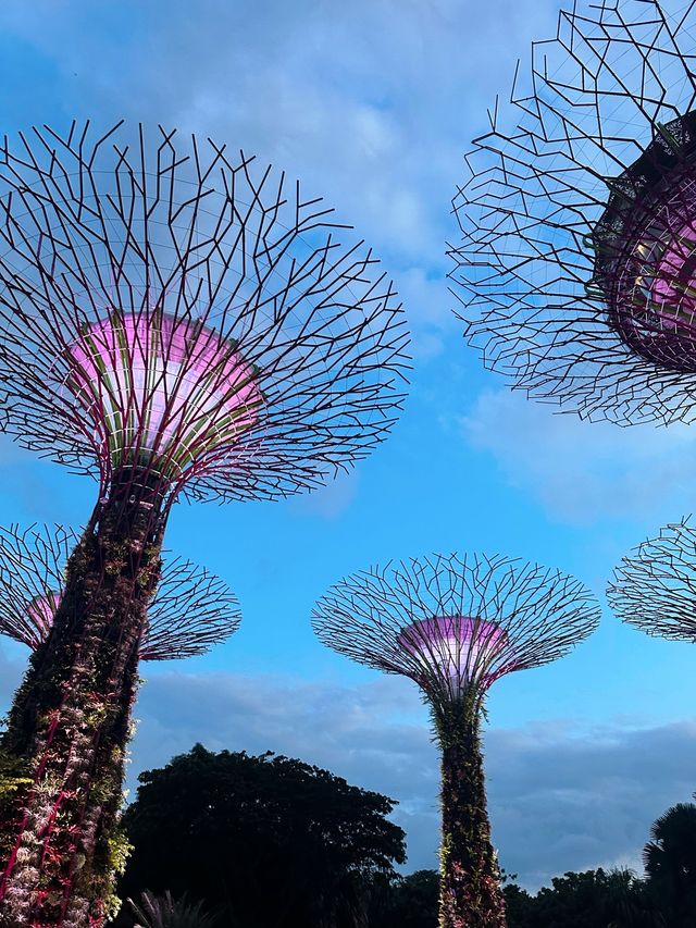 《新加坡》必去地標級景點 超壯觀燈光秀-Supertree Grove