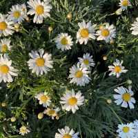 栃木のお花畑ならここ！！！