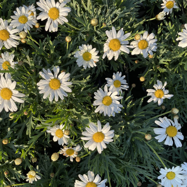 栃木のお花畑ならここ！！！