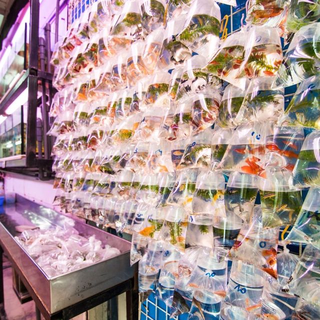 Vibrant GoldFish Market Street in Hong Kong