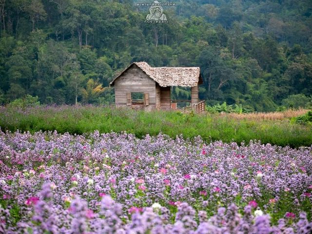 ไร่ภูผาหมวก ไร่ภูผาหมวก
