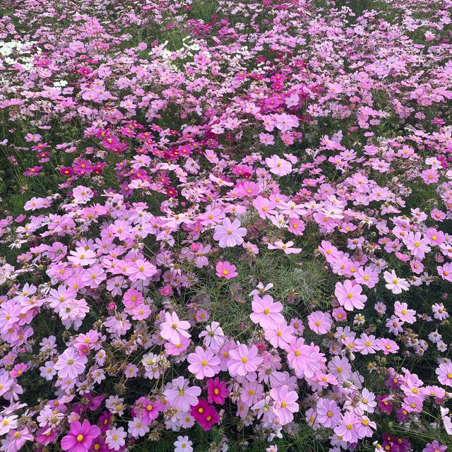 Worldcup Park -Sky Park is a must in Autumn