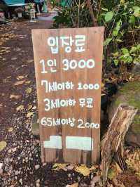 🌳제주 동쪽여행 걷기 좋은 숲길, "비밀의숲"🌳