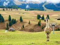 Largest higher altitude Alpine Meadow 