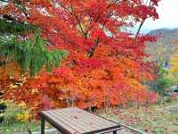 Asahiyama Memorial Park 