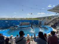 【仙台うみの杜水族館】水族館とちいかわ