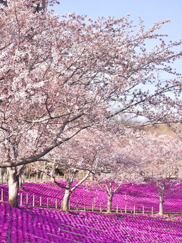 【茨城県】桜と芝桜のコラボレーションスポット