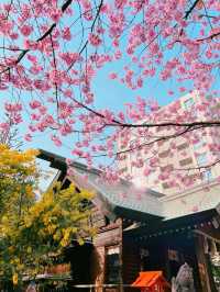 【東京】桜とミモザのコラボ🌸もふもふに癒されたい人集まれー!!