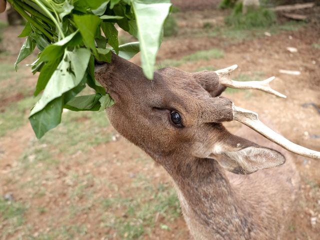 A visit to Bandung’s Serene Deer Park