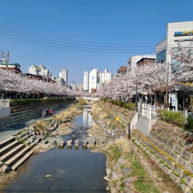 서울 벚꽃명소 성북천 벚꽃만개