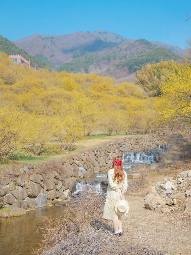 산산수유에 벚꽃까지 만나는 구례 하위마을🌼