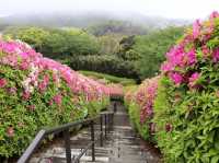 Full of Azalea Bloom is amazing