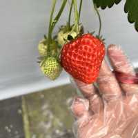 รีวิว Strawberry Farm At Echigo Yuzawa 