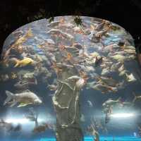 吉隆坡城中城水族館