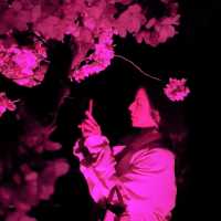 【桜攻略🌸】今年も実施‼️NAKEDの桜イベントまとめ