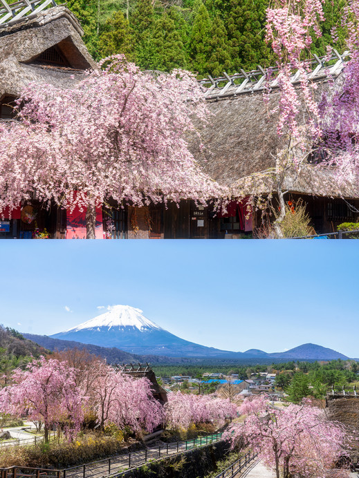 里山の桜 西湖いやしの里根場の桜🌸 | Trip.com Fujikawaguchiko