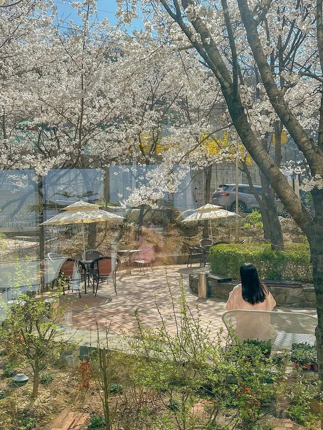 치즈빙수, 아니 실시간 청주 벚꽃 맛집🧀🌸