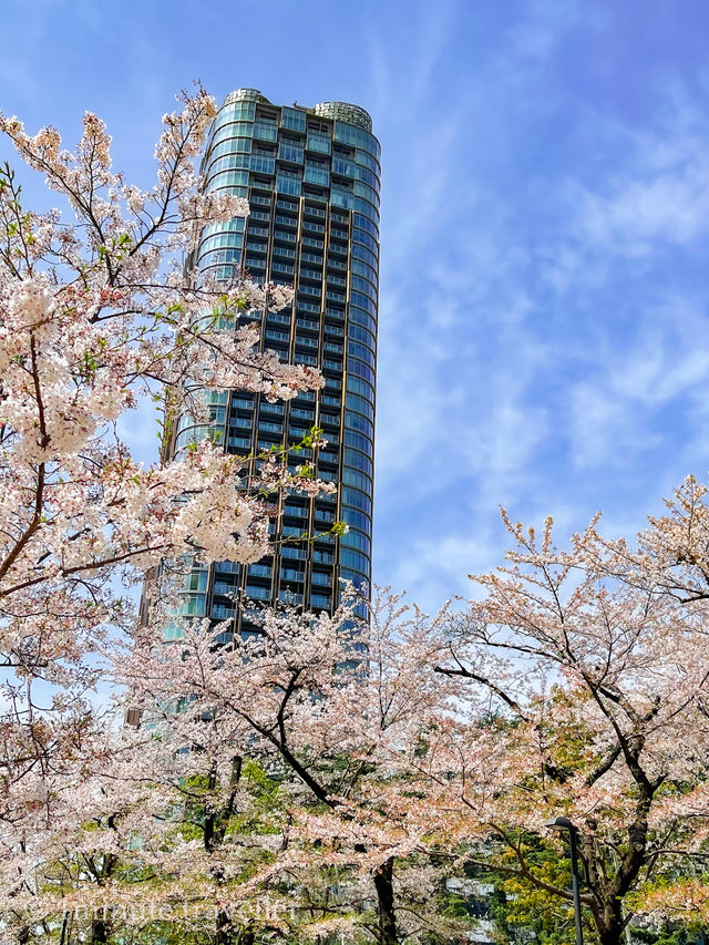都会的な風景と桜のコラボが美しい、東京ミッドタウンと六本木ヒルズ