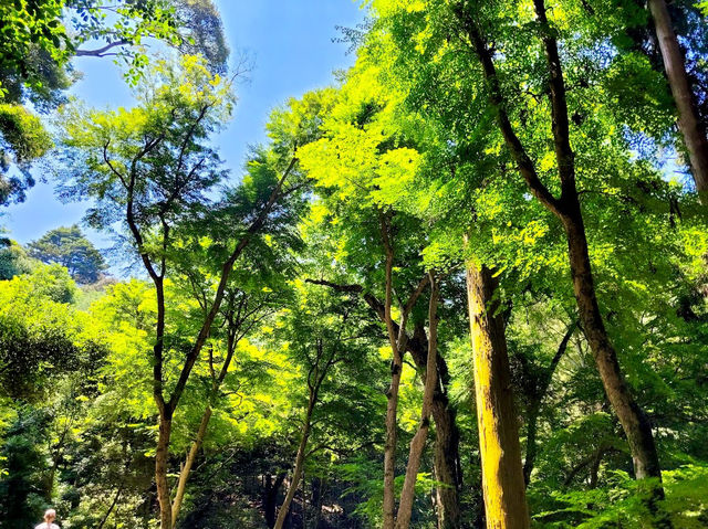 Mt. Kasuga Primeval Forest